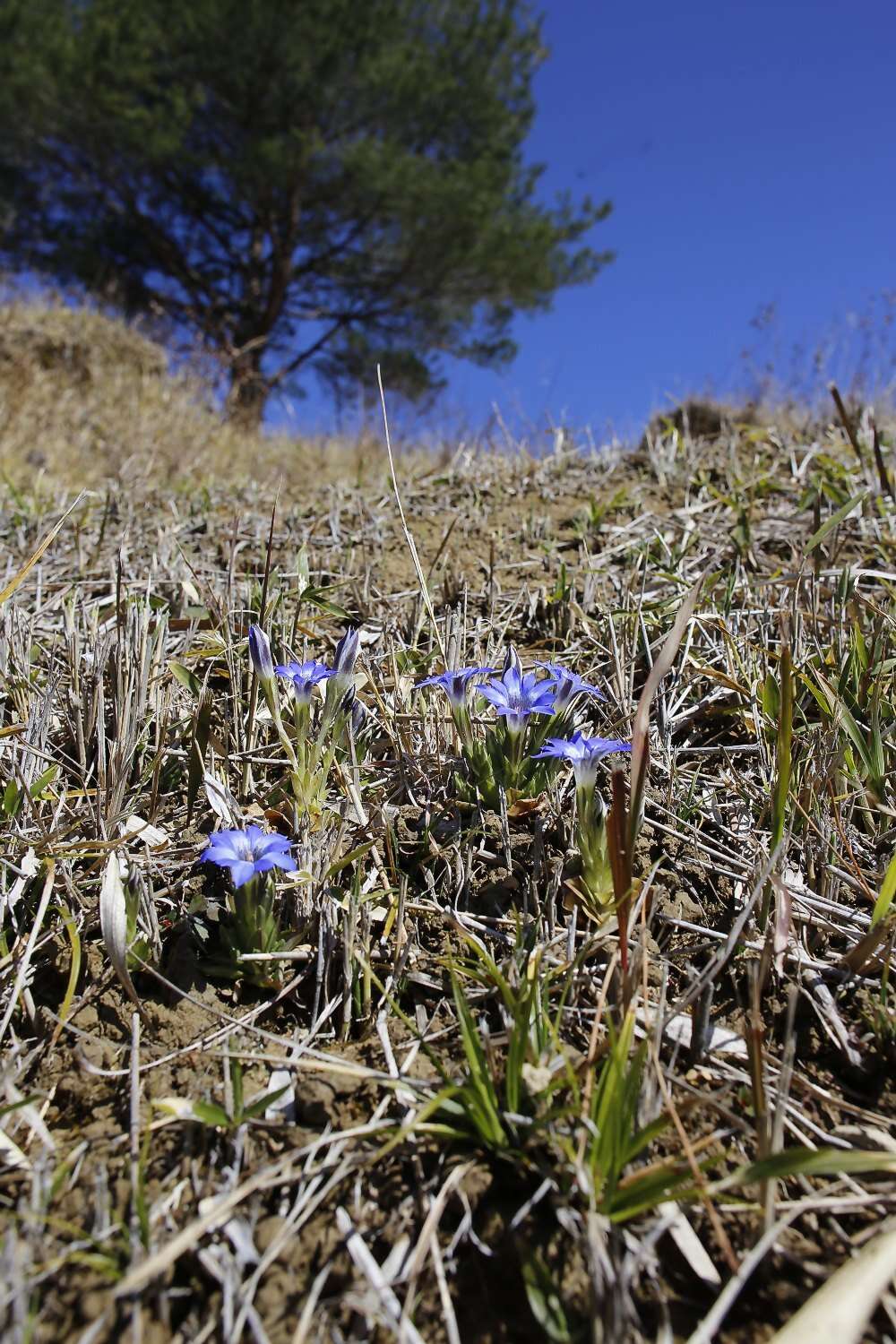 صورة Gentiana thunbergii var. thunbergii