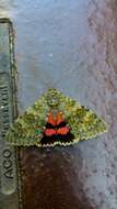 Image of french red underwing