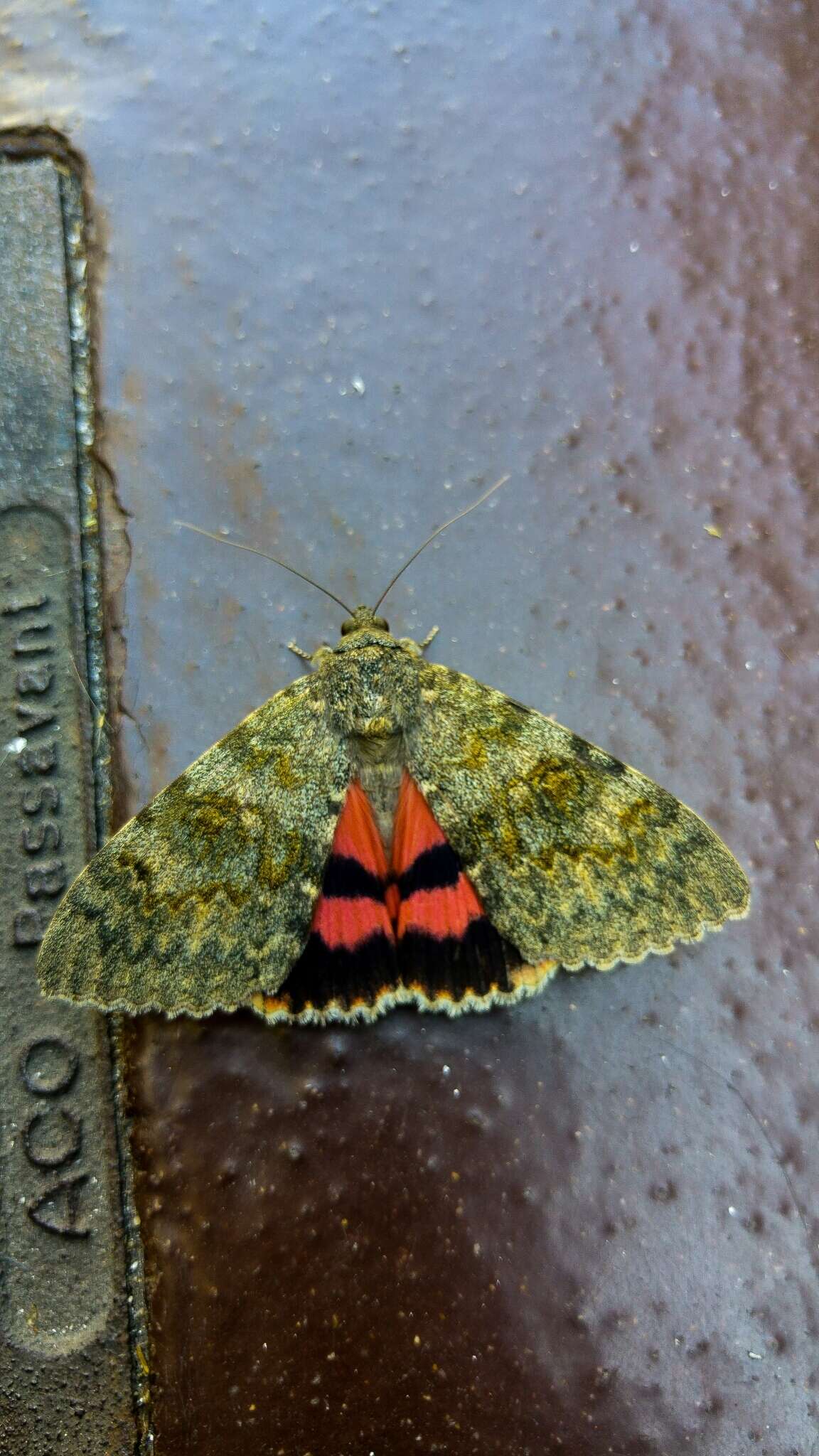 Image of french red underwing