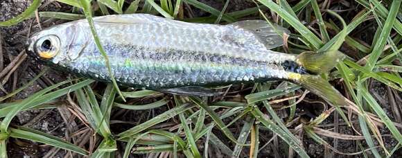 Image of Stripe-tailed robber