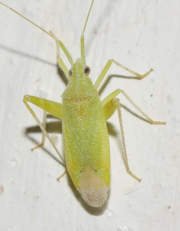 Imagem de Phytocoris virescens Wagner 1961