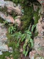 Sivun Polypodium saximontanum Windham kuva