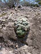 Image of Peyote