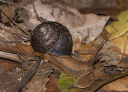 Image of Sauroconcha marshalli (McLauchlan 1951)