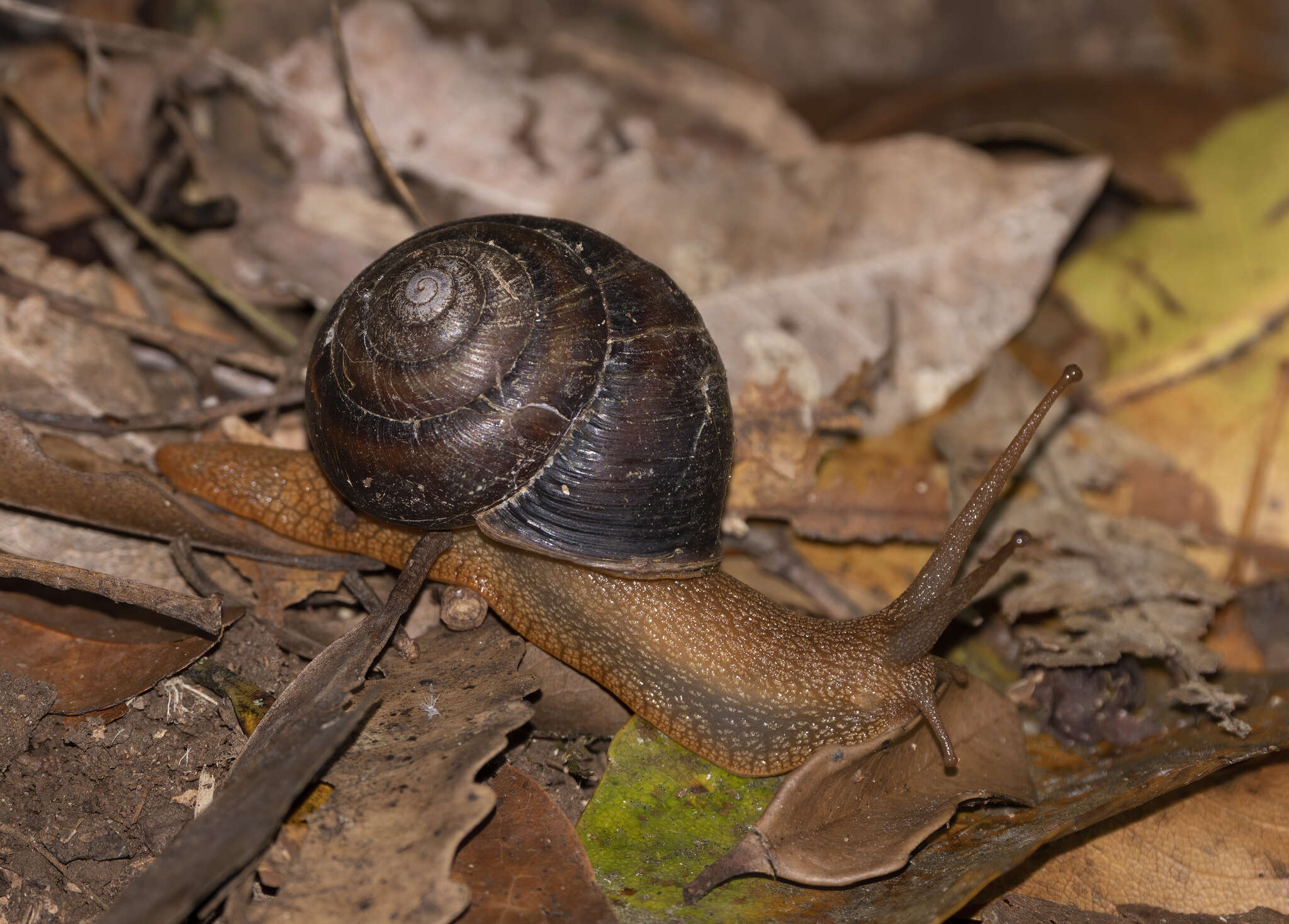 Image of Sauroconcha marshalli (McLauchlan 1951)