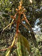 Image of Miconia miocarpa Naud.