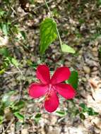 Image of Brazilian rosemallow