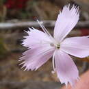 صورة Dianthus crenatus Thunb.