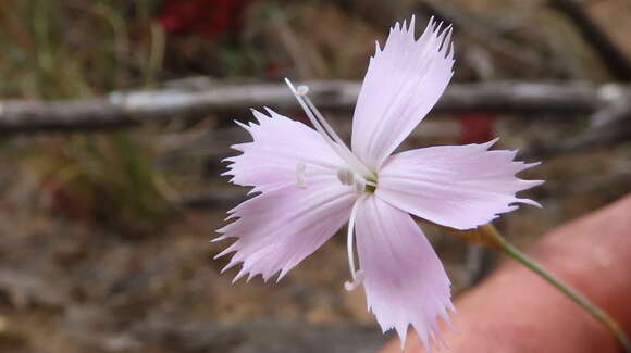 صورة Dianthus crenatus Thunb.