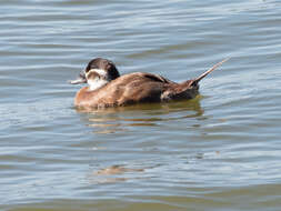 Image of White-headed Duck