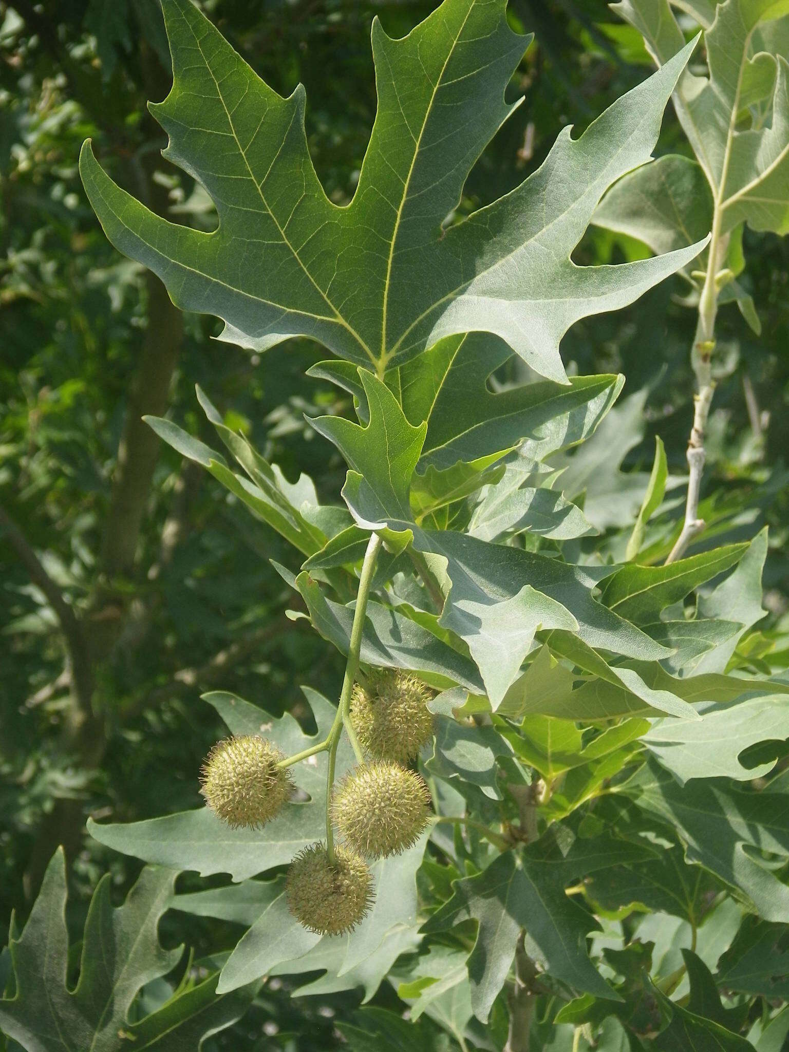 Imagem de Platanus orientalis L.