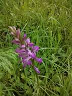 Image of Stately Dactylorhiza