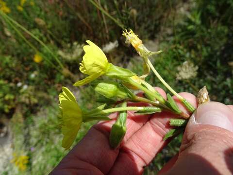 Imagem de Oenothera parviflora L.