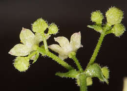 Imagem de Galium multiflorum Kellogg