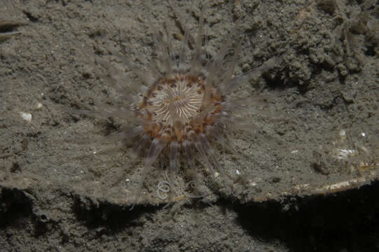 Image of Sagartiogeton laceratus (Dalyell 1848)