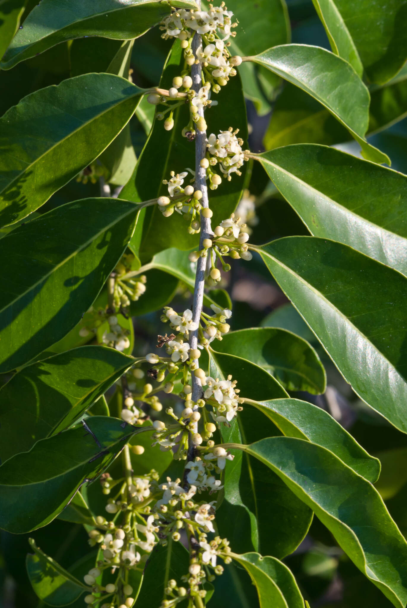 Слика од Ilex krugiana Loes. ex Urb.