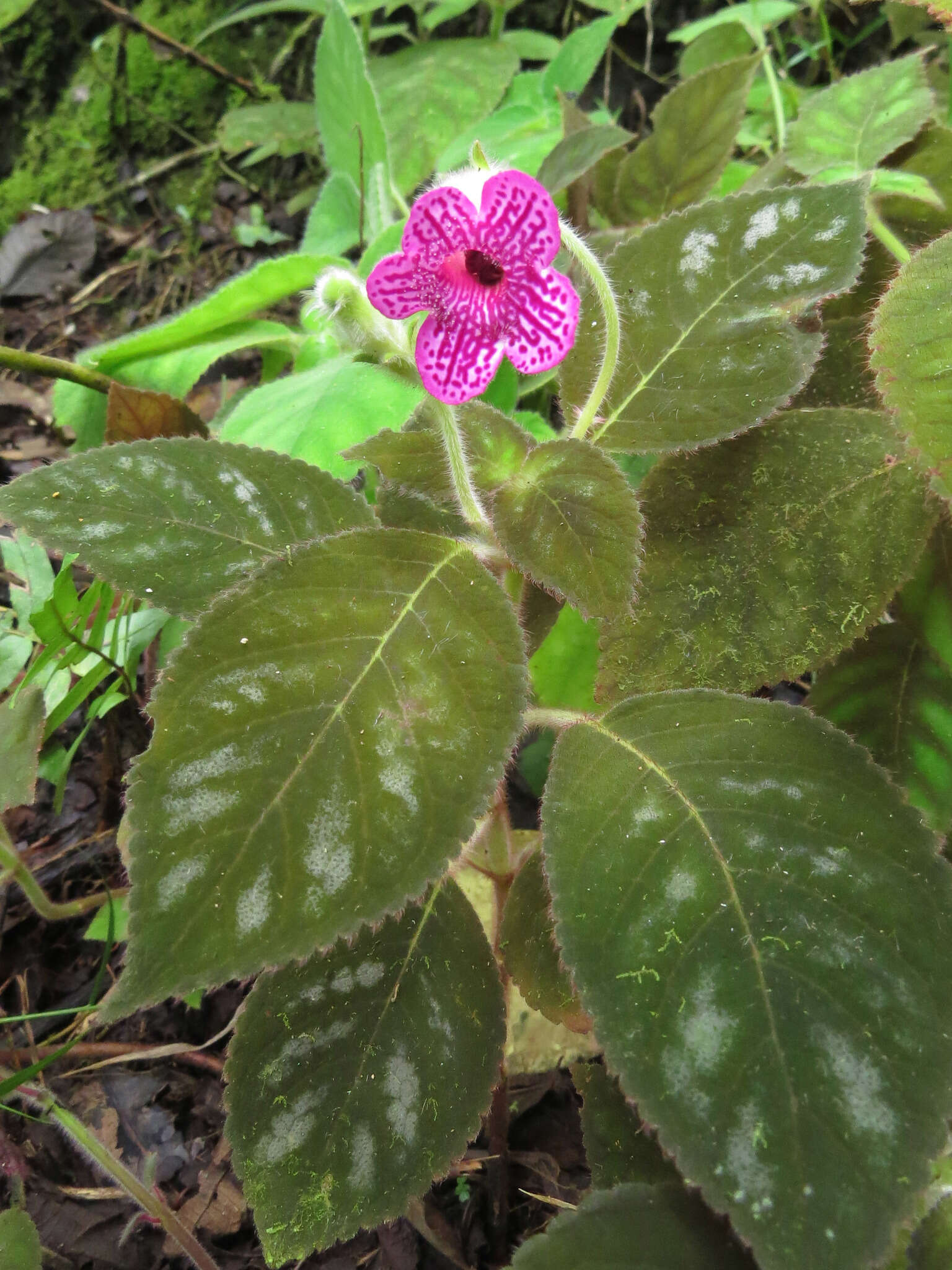 Imagem de Kohleria amabilis (Planch. & Linden) Fritsch