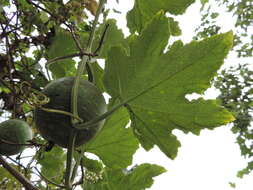 Image of wild melon