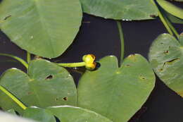 Image of yellow pond-lily