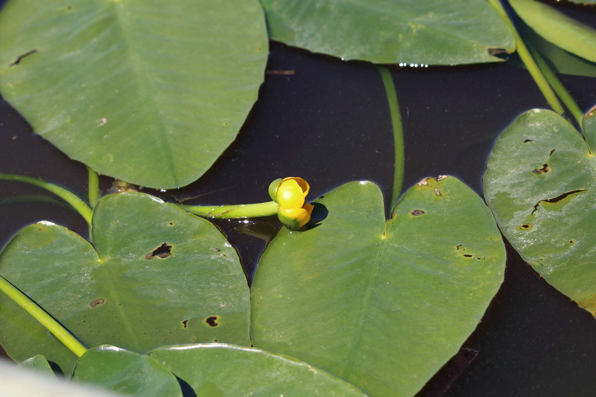 Image de Nuphar advena subsp. ulvacea (G. S. Mill. & Standl.) D. J. Padgett