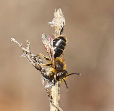 Image of Miserable Andrena