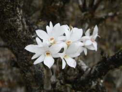 Image of Dendrobium barbatulum Lindl.