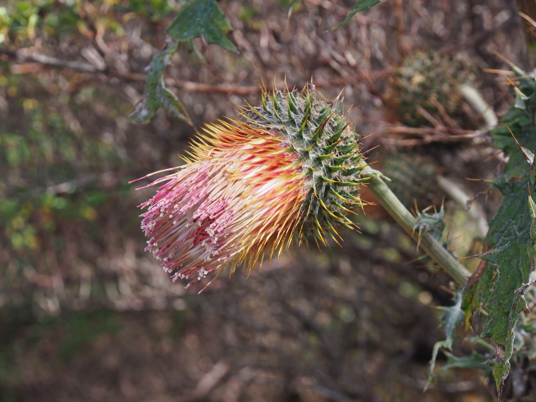 Imagem de Cirsium subcoriaceum (Less.) Sch. Bip. ex Seem.