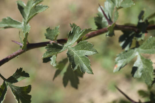 Imagem de Crataegus songarica C. Koch