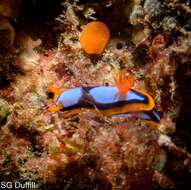 Image de Chromodoris westraliensis (O'Donoghue 1924)