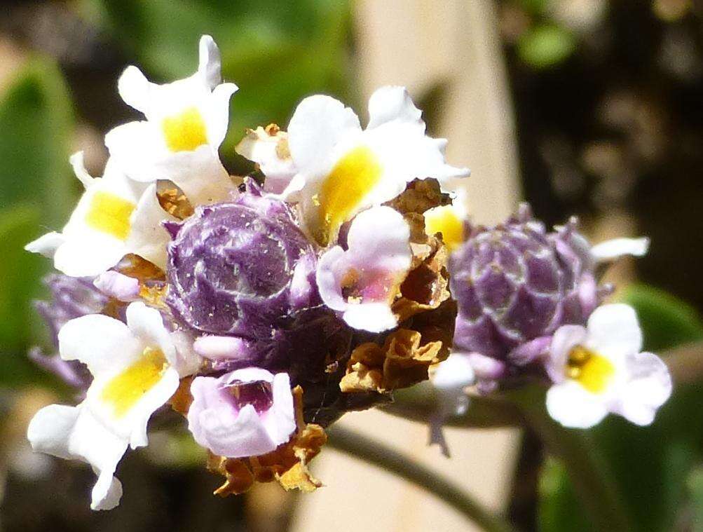 Image of Phyla nodiflora var. nodiflora