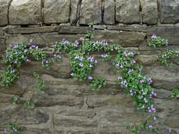 Image de Cymbalaria pallida (Ten.) Wettst.