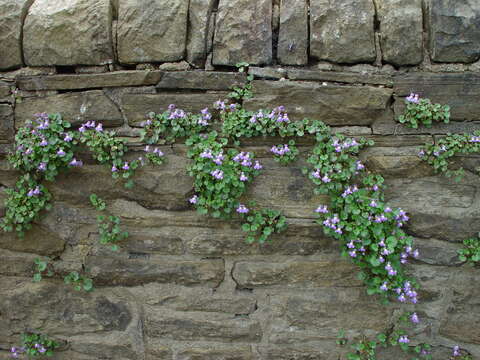 Imagem de Cymbalaria pallida (Ten.) Wettst.