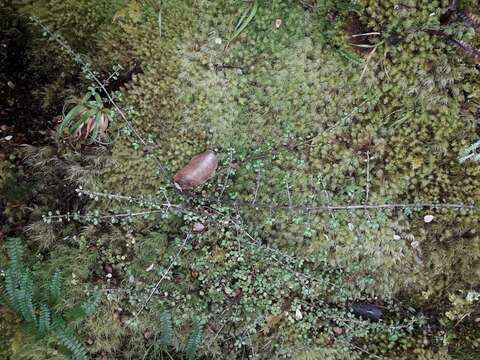 Image of Coprosma depressa Colenso ex Hook. fil.