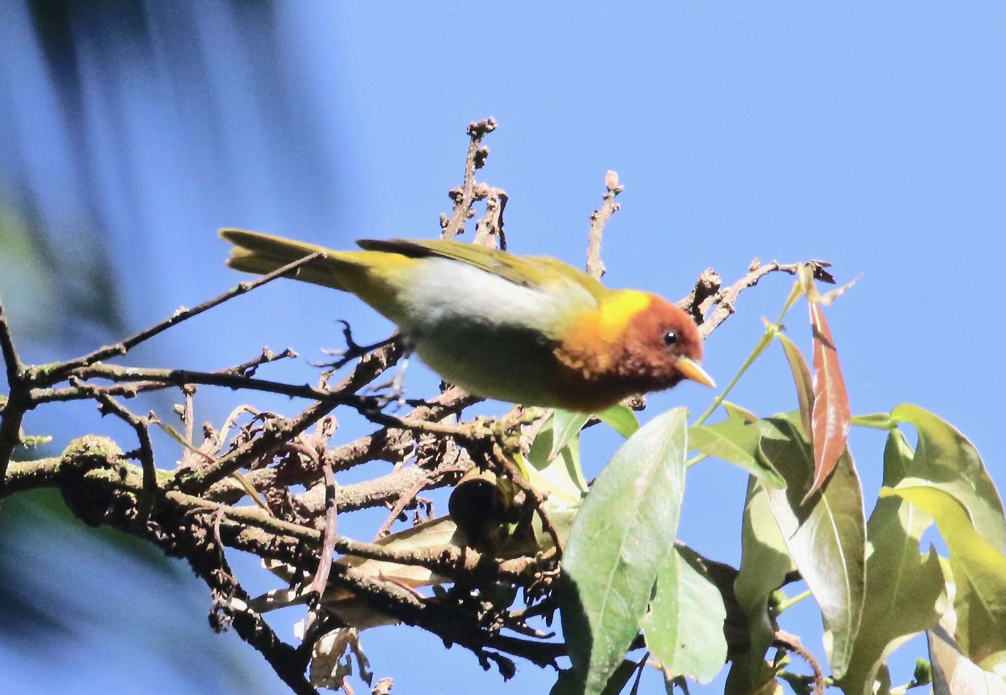 Image of Rufous-headed Tanager