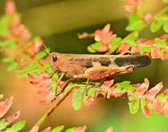 Image of Aiolopus strepens (Latreille 1804)