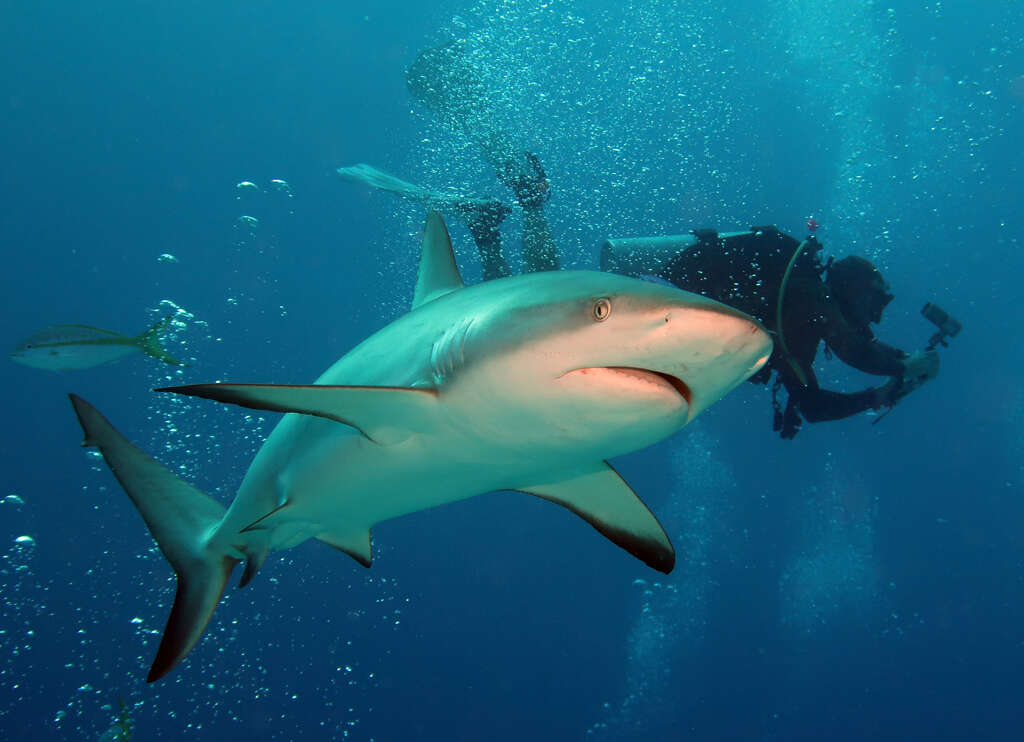 Image of Caribbean Reef Shark