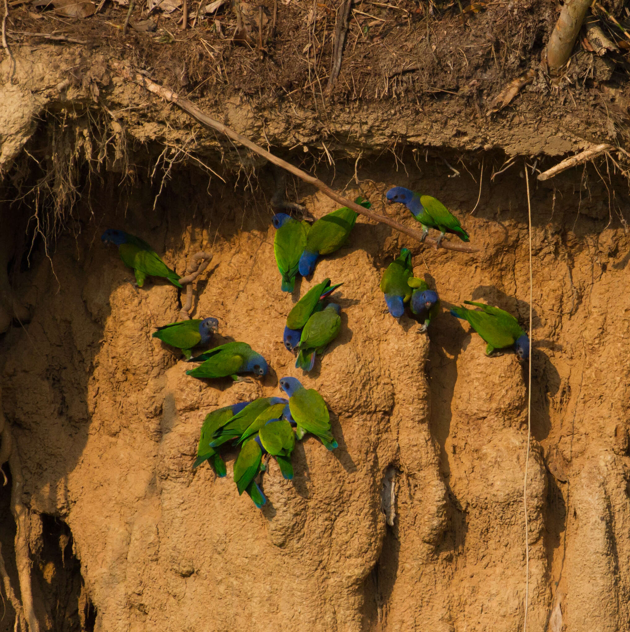 Image of Blue-headed Parrot