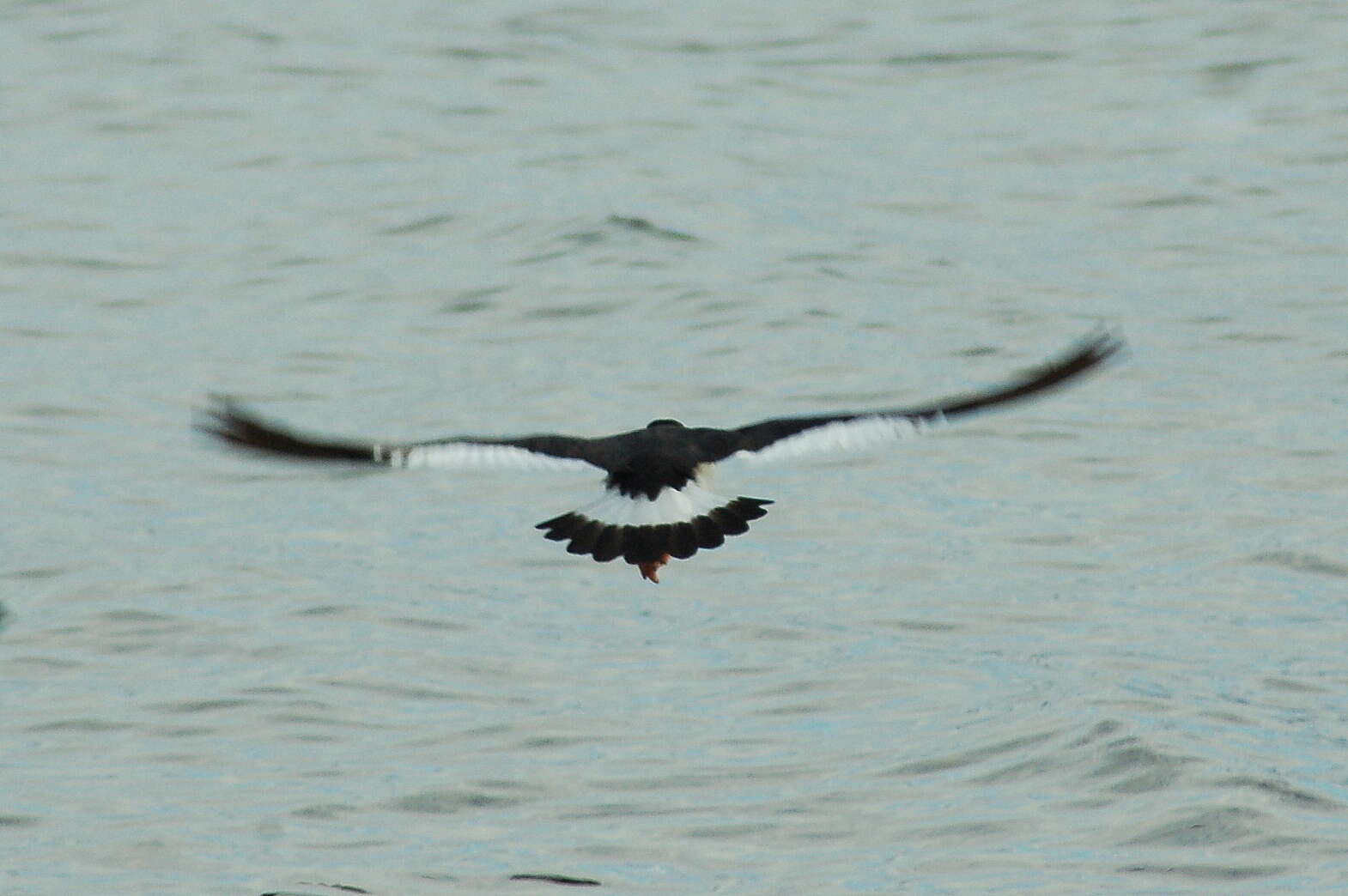 Image of Magellanic Oystercatcher