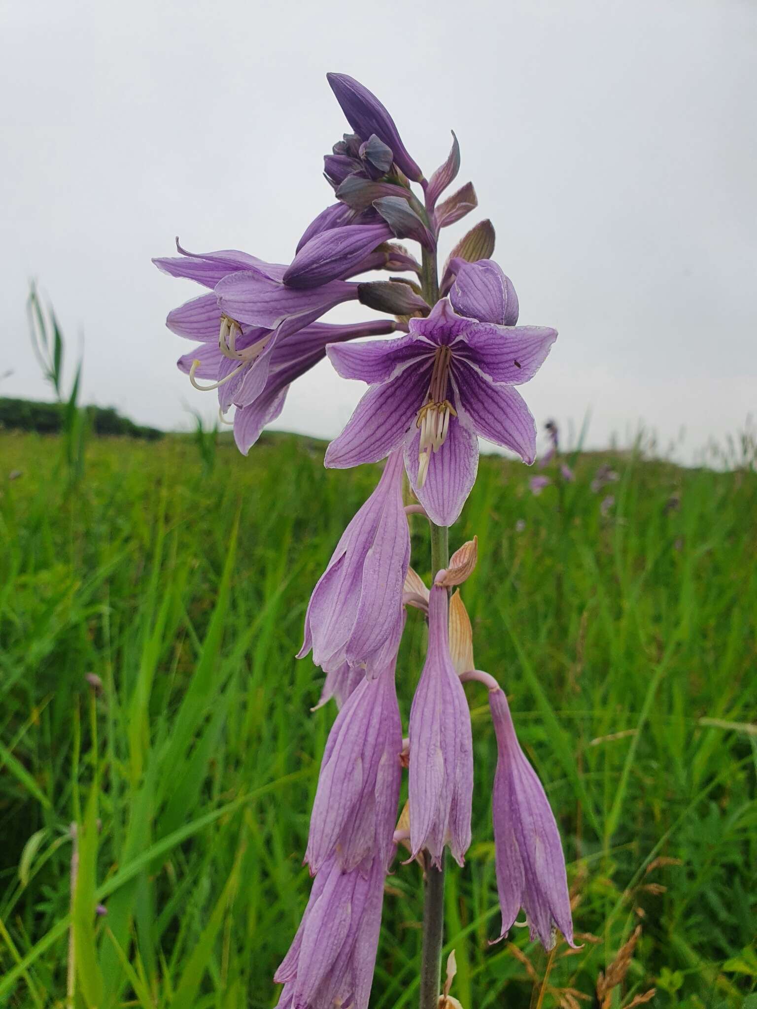 Image of Hosta sieboldii (Paxton) J. W. Ingram