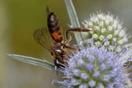 Plancia ëd Andrena rosae Panzer 1801