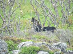 Image of Ussuri brown bear