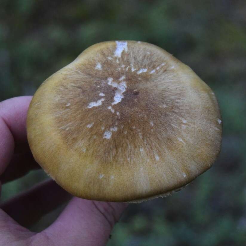 Image of Tricholoma arvernense Bon 1976