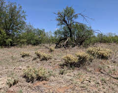 Image of thistle cholla