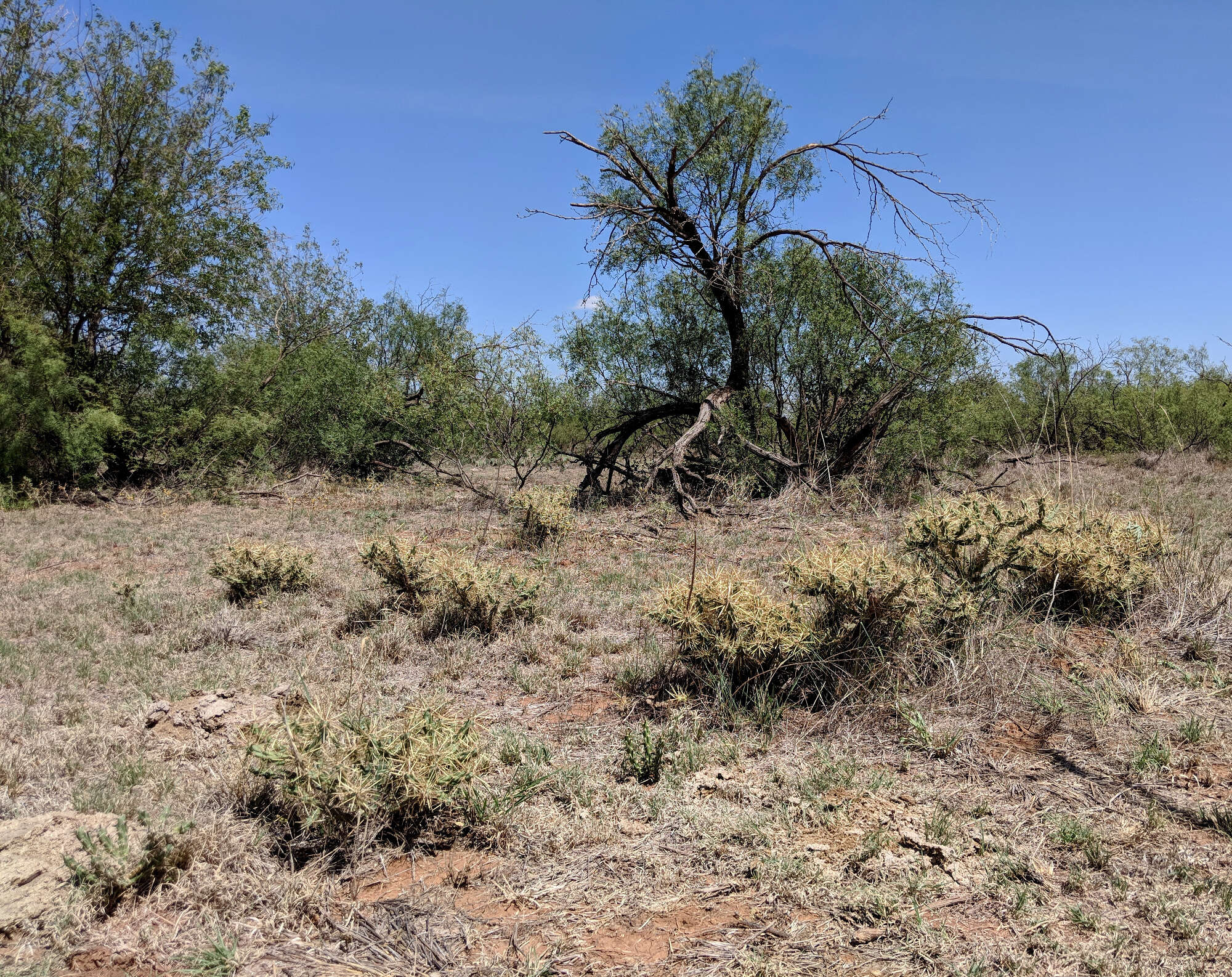 Image of thistle cholla