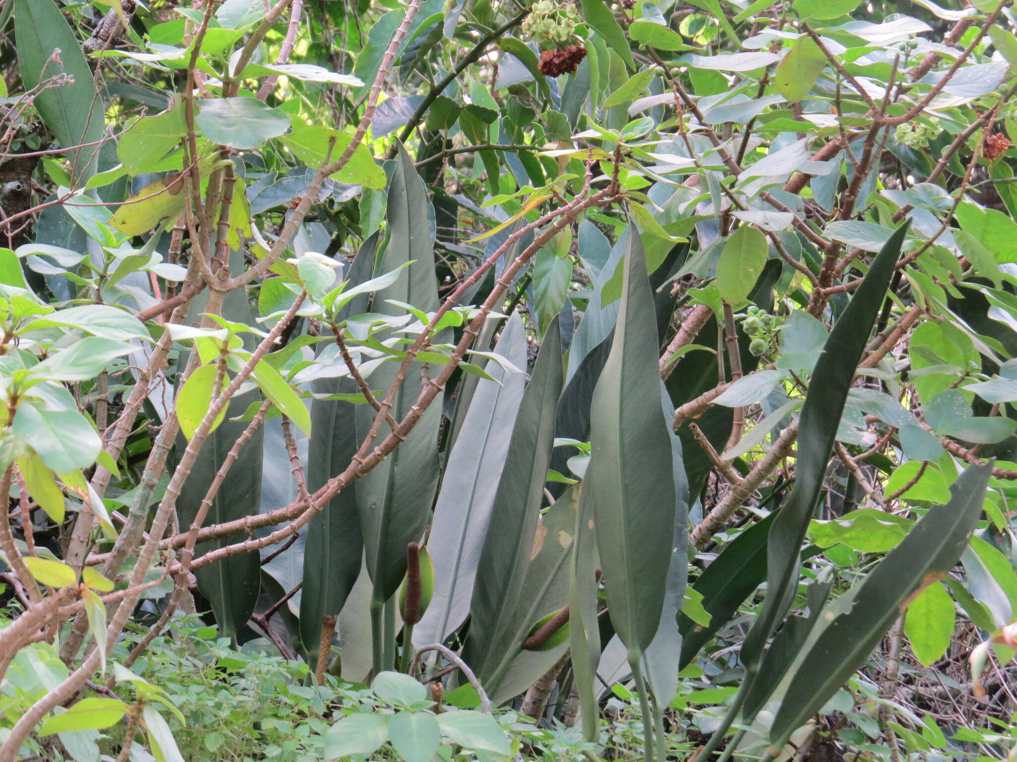 Imagem de Anthurium coriaceum G. Don