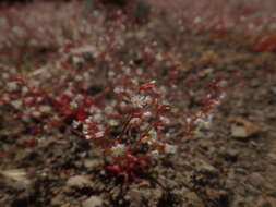 Image de Systenotheca vortriedei (Brandegee) J. L. Reveal & C. B. Hardham