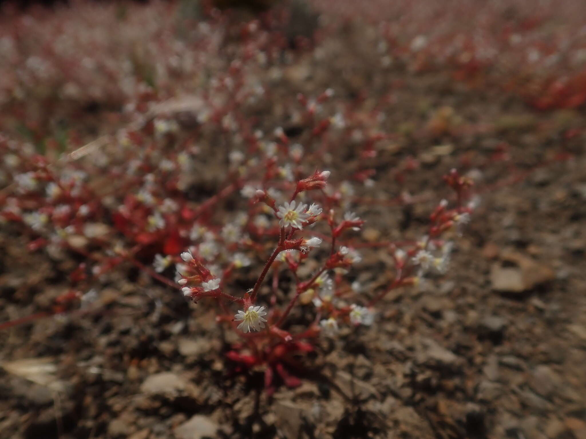 Image of Vortriede's spineflower