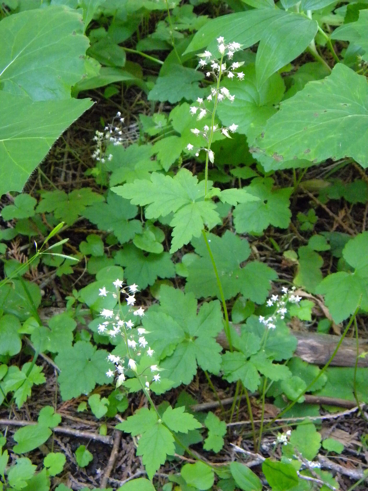 Image of Tiarella trifoliata var. trifoliata