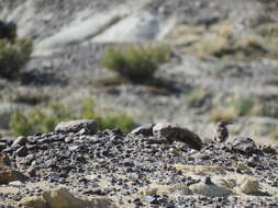 Image of Band-tailed Earthcreeper