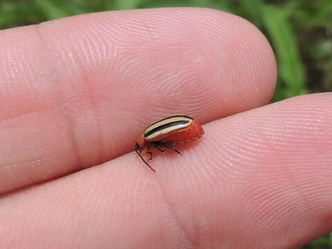Image of Disonycha leptolineata Blatchley 1917
